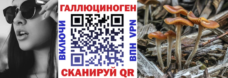 где продают   Жигулёвск  Галлюциногенные грибы Psilocybine cubensis 